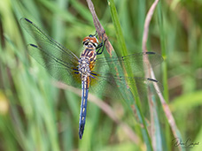 Femail Blue Dasher