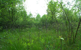 Carlisle Reservation Mitigation Site