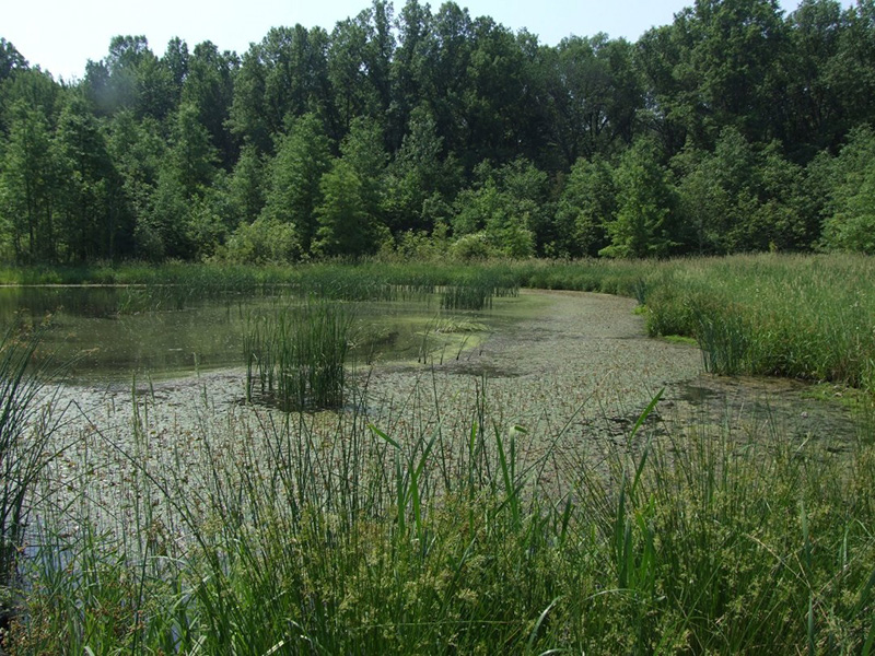 Emergent Marsh