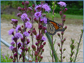 Agricultural Mitigation Bank