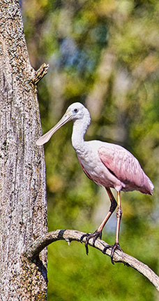 roseate spoonbill