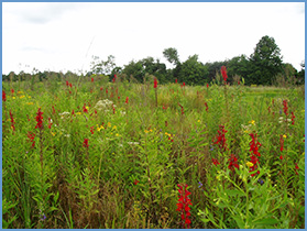 Wet Prairie Habitat